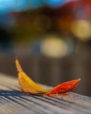 Leaf: Looking Up