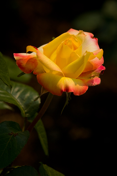 hershey_gardens_2009