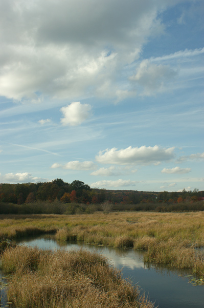 deer-lake-marsh-small.jpg
