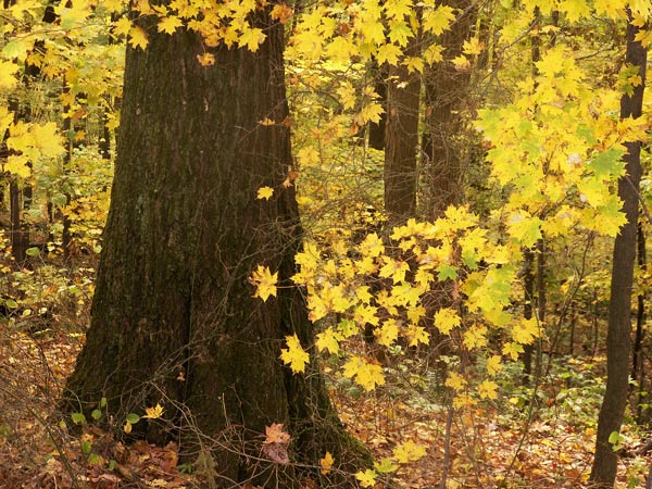 ohiopyle-state-park-1-small.jpg