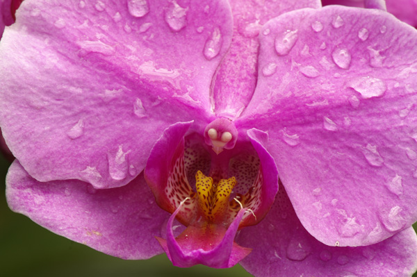 PINK-AND-WET.jpg