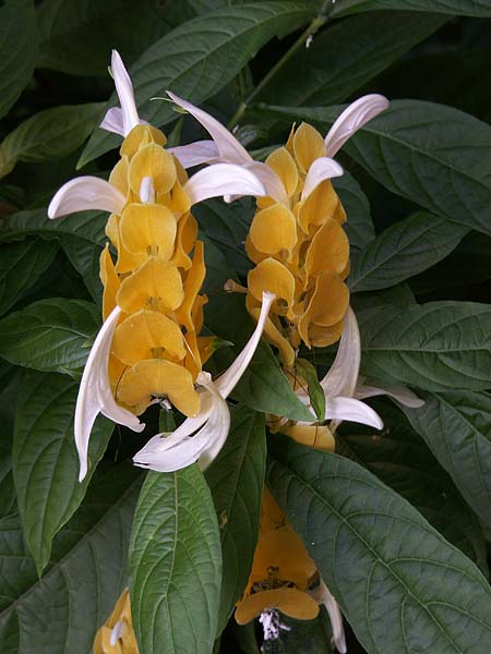 ORANGE-WHITE FLOWER.jpg