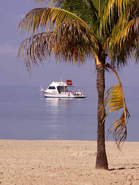 PALM FRAMED BOAT.jpg