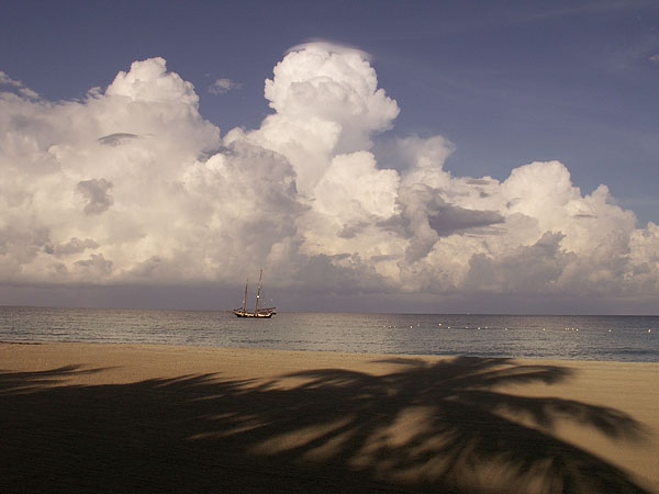 PALM SHADOW + SCHOONER.jpg