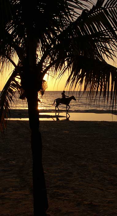 RIDER + PALM SUNSET.jpg