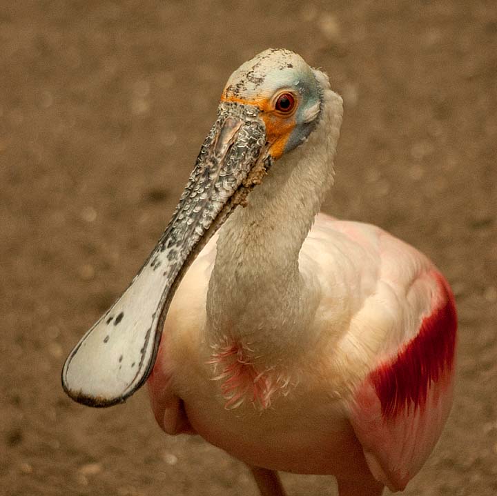 SPOONBILL.jpg