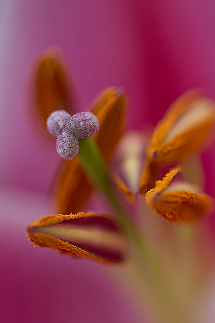 20130215-_DSC3280 DIFFUSED LIGHT.jpg