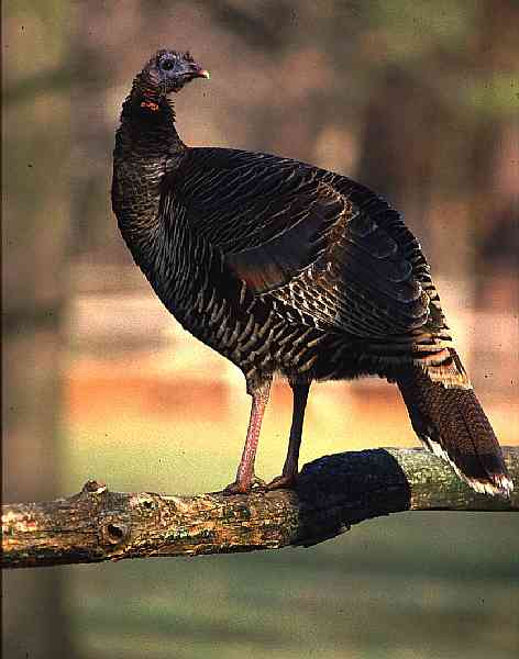 WILD TURKEY