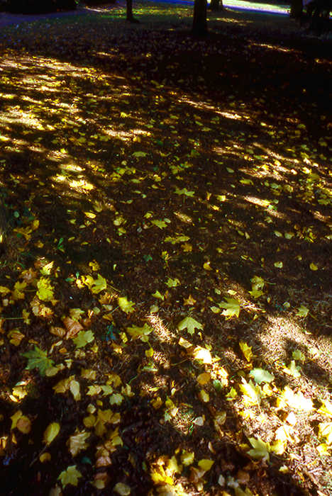 autumn12-j.jpg