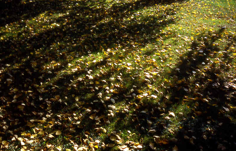 autumn13-j.jpg
