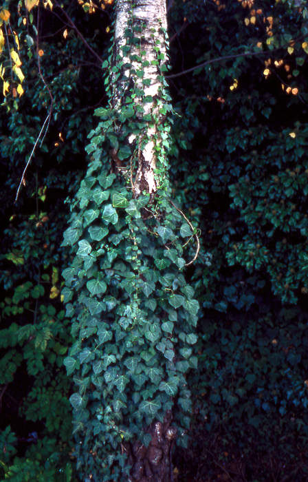 tree10-j.jpg