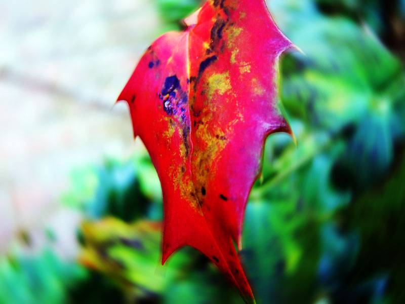 Leaf
