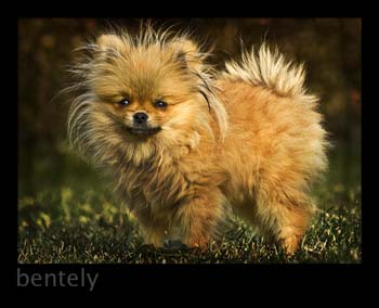 1107_bentely_0016.jpg