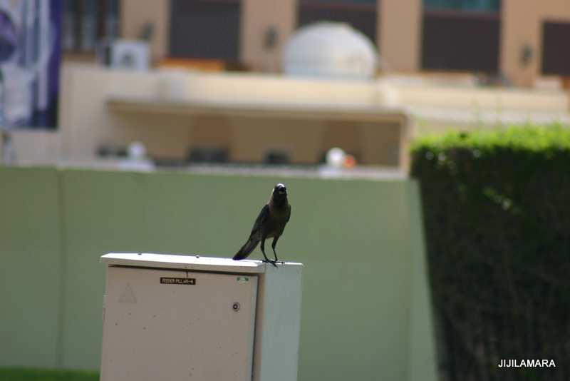 IMG_5080.JPG