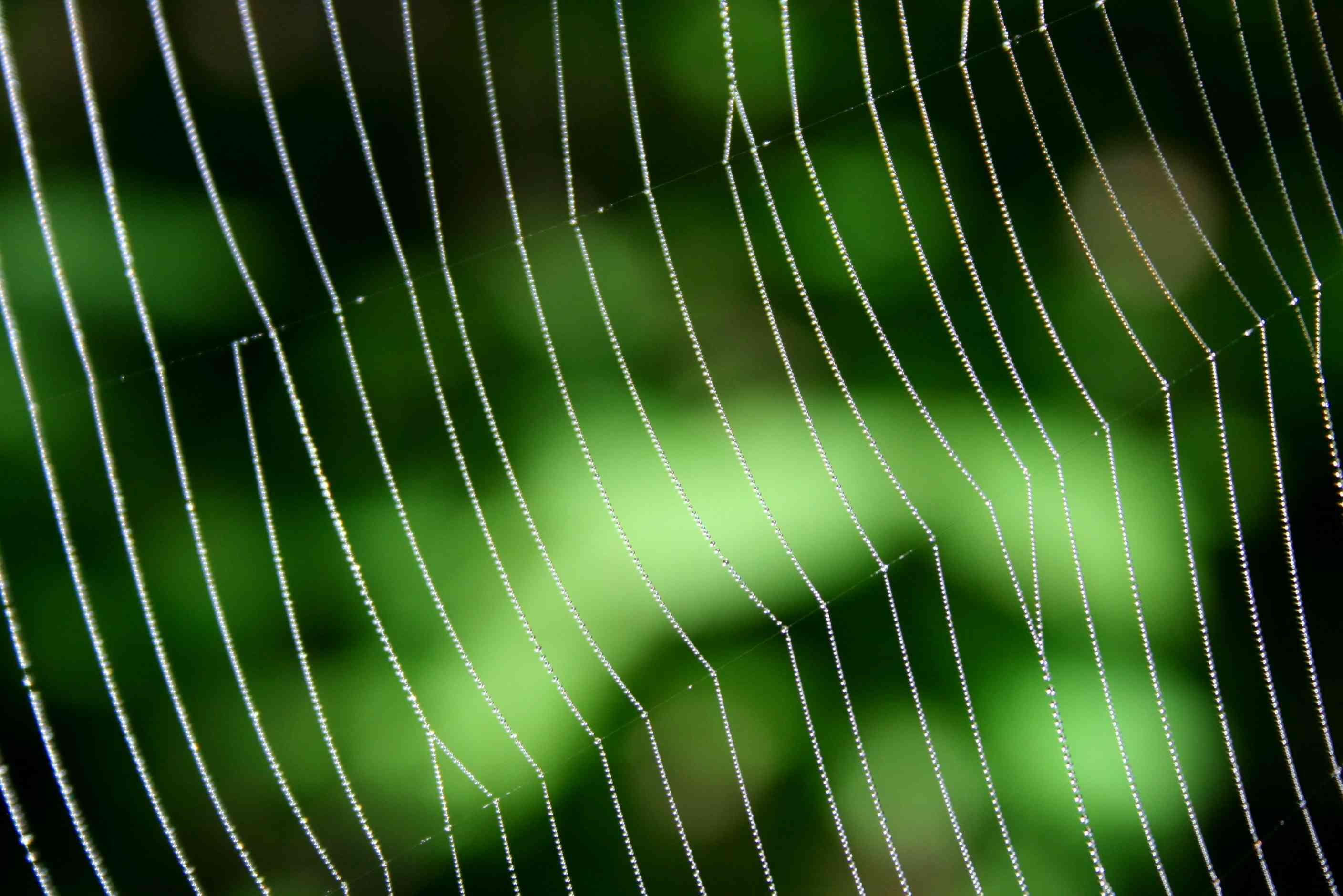 Spiders Web with Dew Drops Sunny Woods tb0909tdx.jpg