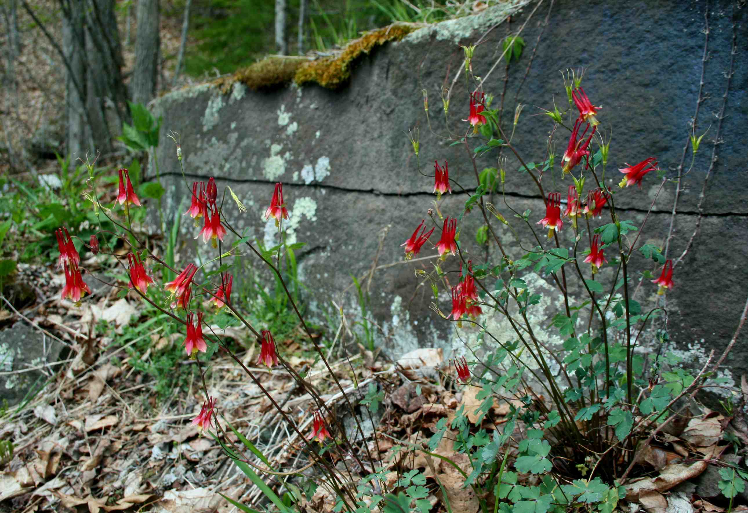 Bunches of Columbine by Rock Legde tb0514wax.jpg