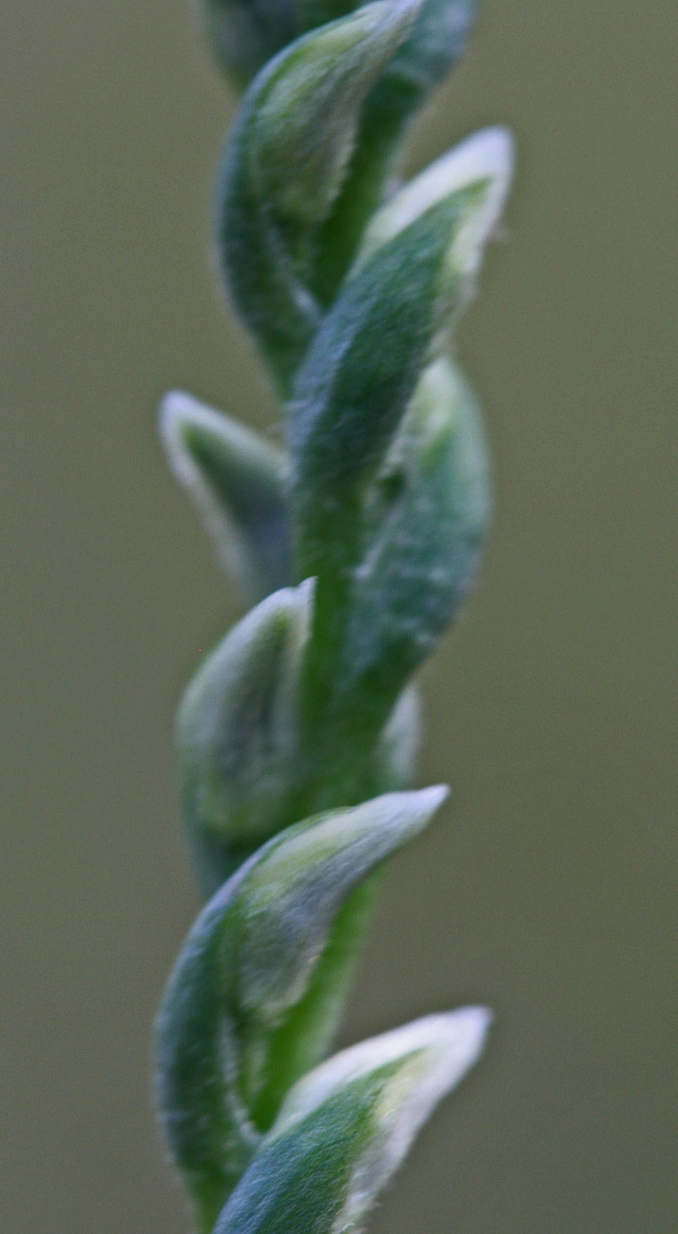 Sp Gracilis Orchid in Tight Twisted Bud v tb0811hox.jpg