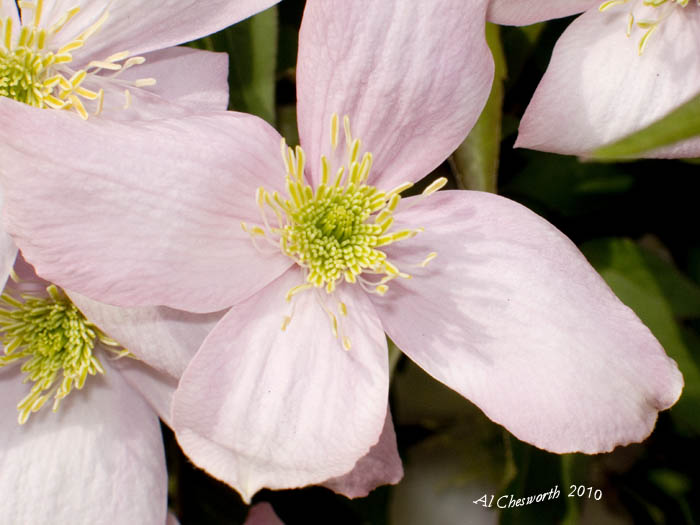 CRW_1184 Clematis.jpg