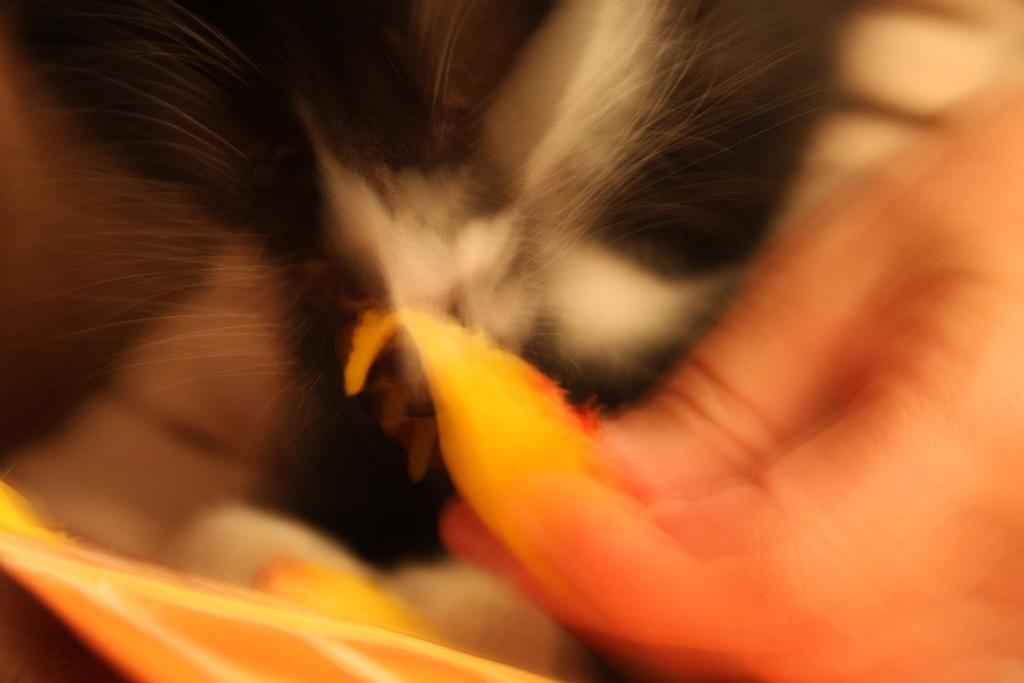 KK loves to eat peach pear and apples.jpg