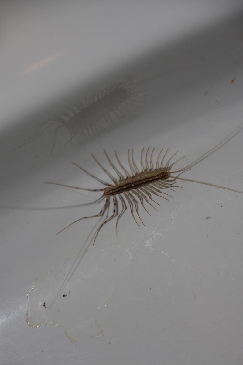 House centipede Scutigera coleoptrata.jpg
