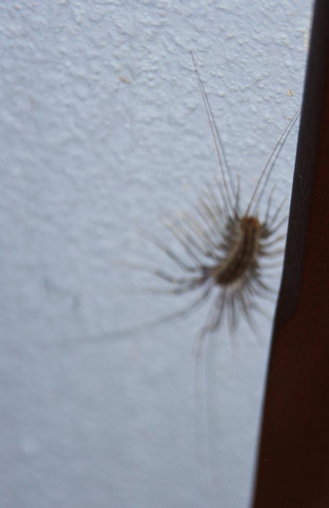 House centipede Scutigera coleoptrata1.jpg