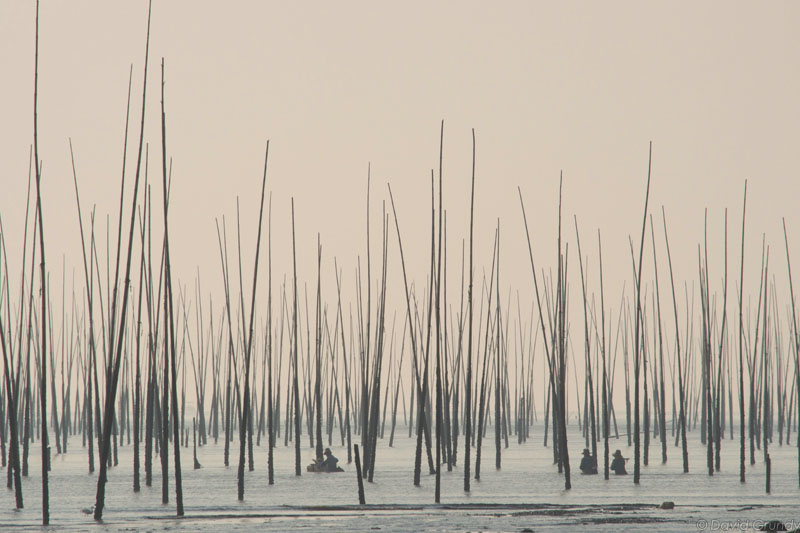 [2012.07.17] dawn waders
