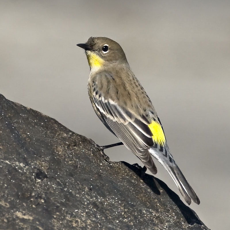 Yellow-rumped Warbler, Half Moon Bay
