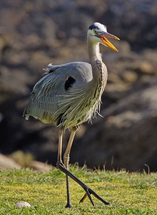 GBH1.jpg