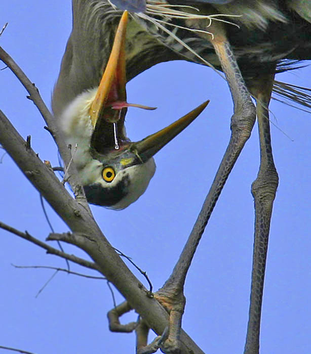 GBH91.jpg