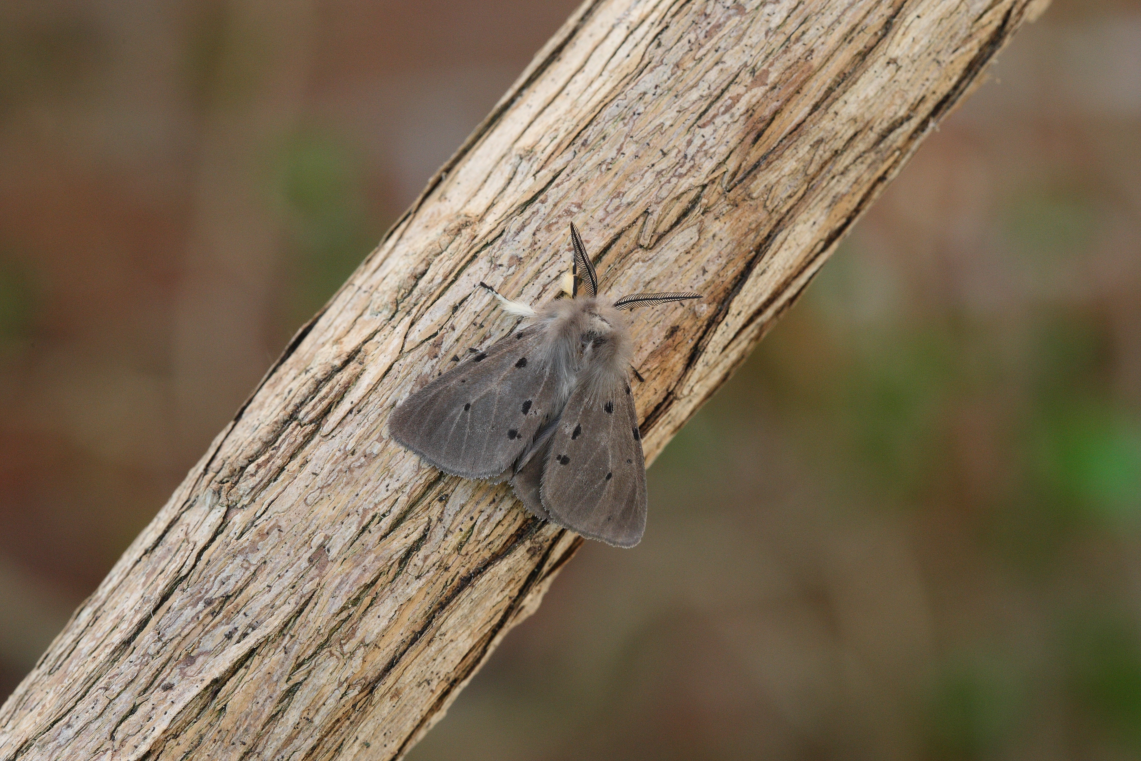 Muslin Ermine (Diaphora mendica)
