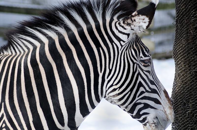 Zoo-_20110128_227_.jpg