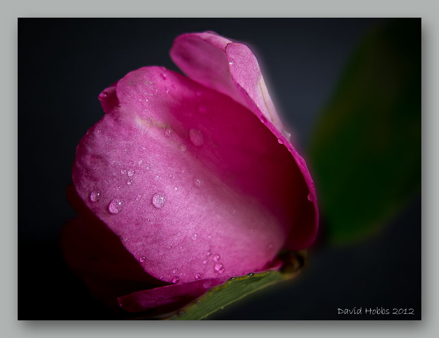 pink sasanqua camellia.2wf.jpg