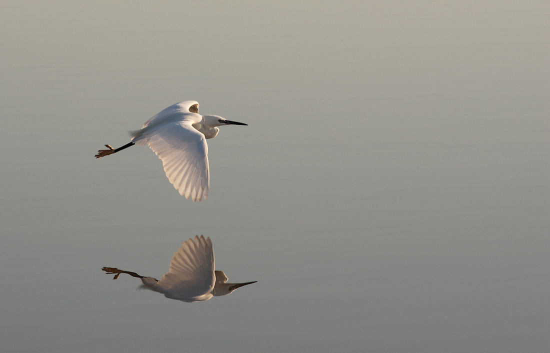 Aigrette tang Ingrill 1100 .jpg
