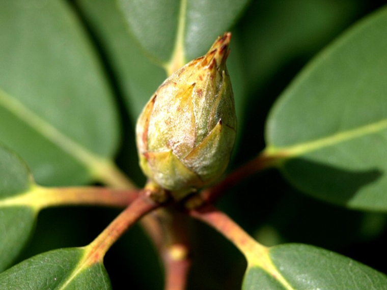 Rhododendron In Progress