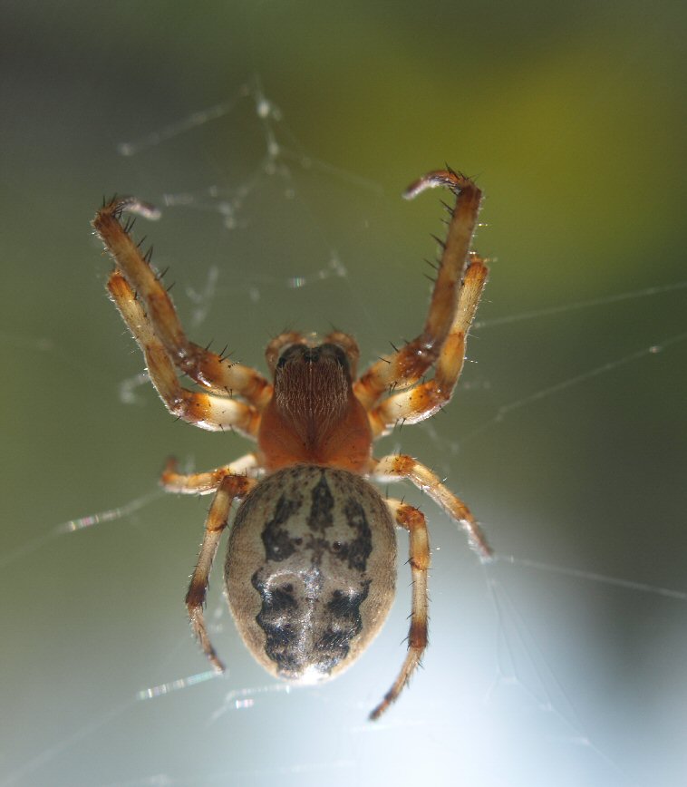 Spider on the Window