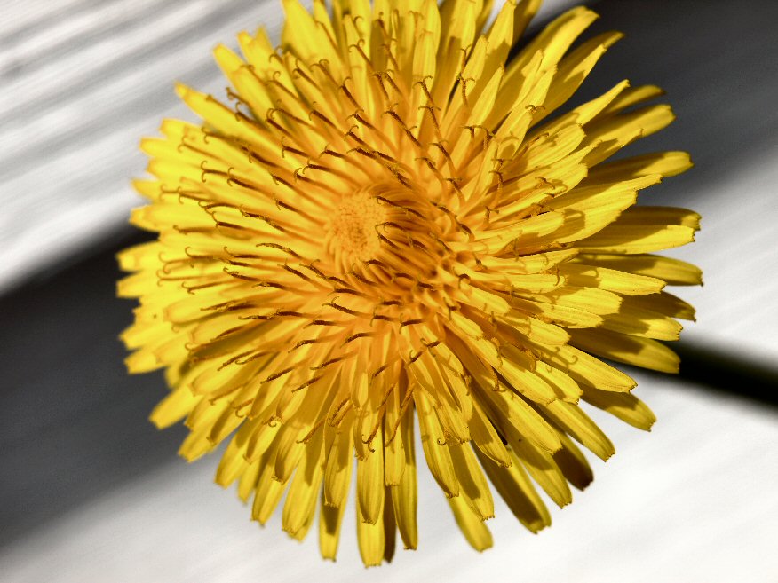 Dandelion
