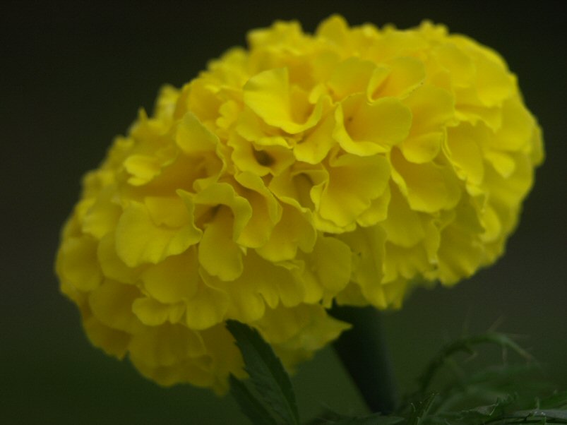 Marigold
