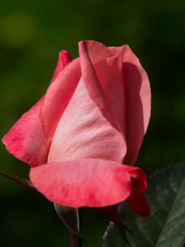 Barbara Bush  Rose