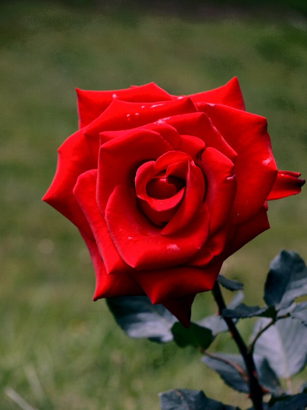 Veterans Honor  Rose