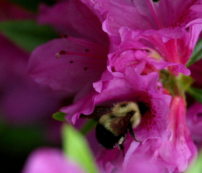 Azaleas