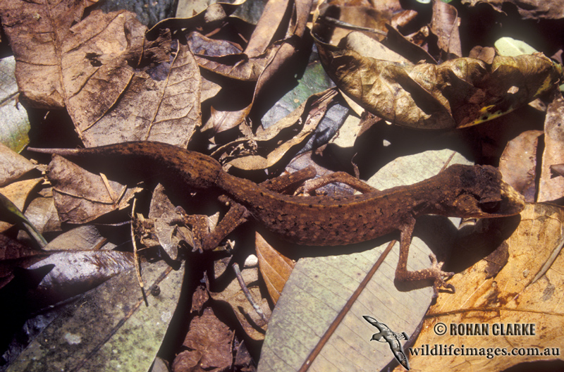 Carphodactylus laevis s0030.jpg