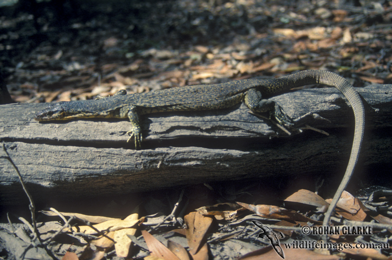 Mitchells Water Monitor - Varanus mitchelli