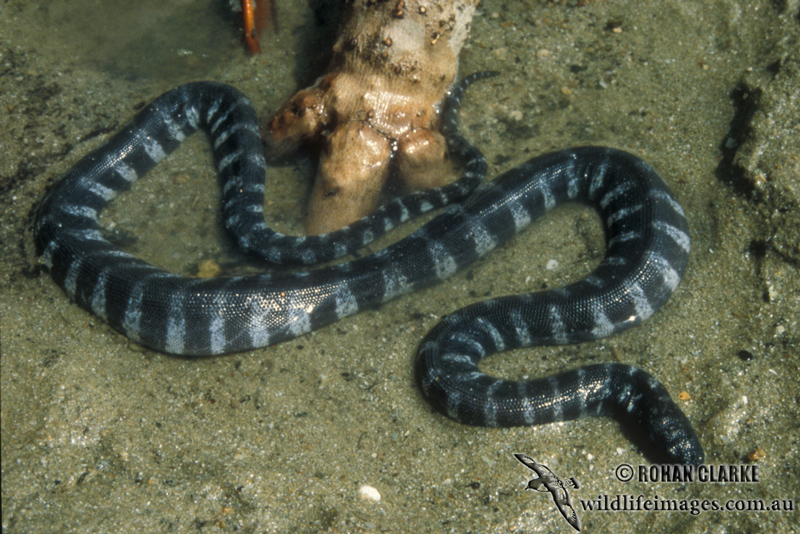 Acrochordus granulatus s0488.jpg