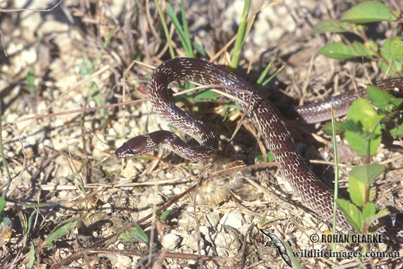 Lycodon capucinus s0516.jpg
