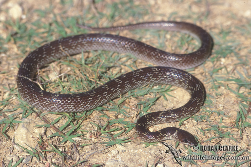 Lycodon capucinus s0517.jpg
