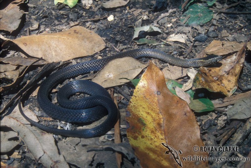 Cacophis squamulosus s0537.jpg