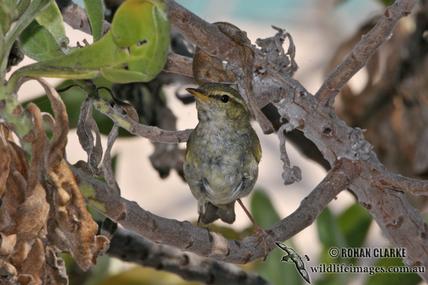 Arctic Warbler 3520.jpg