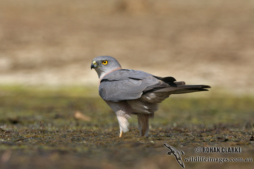 Brown Goshawk 1865.jpg