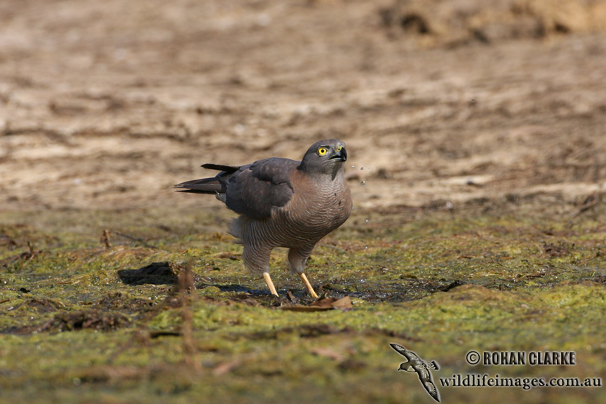Brown Goshawk 2367.jpg