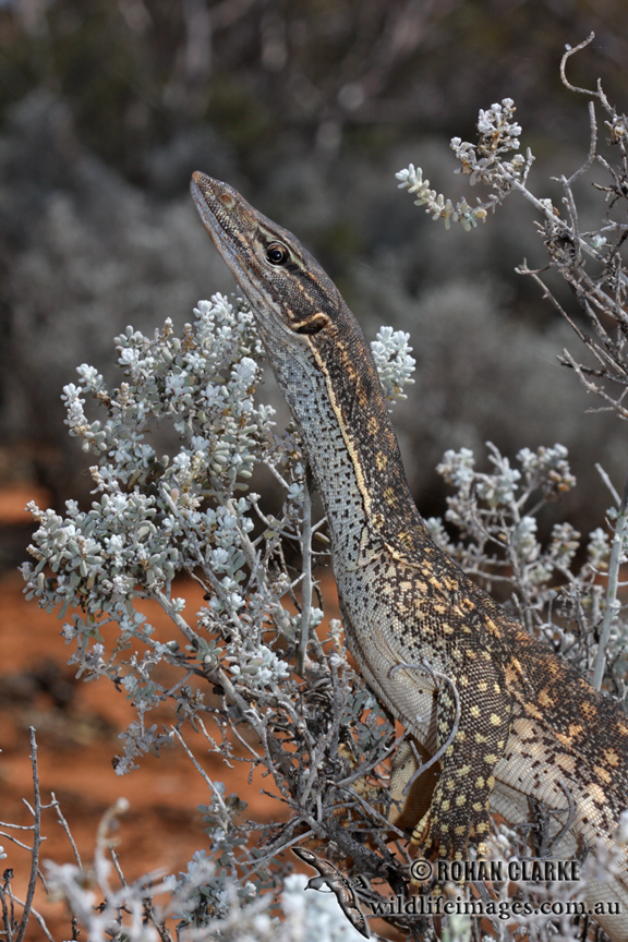 Varanus gouldii 1534.jpg